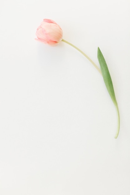 Happy women's day One pink tulip flat lay on white background space for text Stylish soft spring image Floral Greeting card mockup Happy Mothers day Creative minimal vertical photo