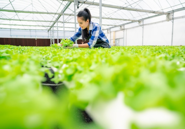 温室水耕栽培農場でレタス野菜を収穫する幸せな若い大人のアジアの女性