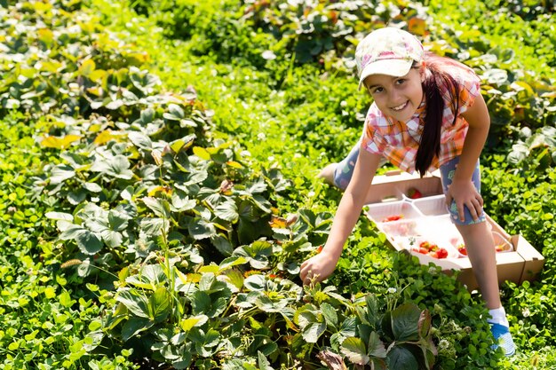 プランテーションでイチゴを摘んで食べる幸せな若い子の女の子