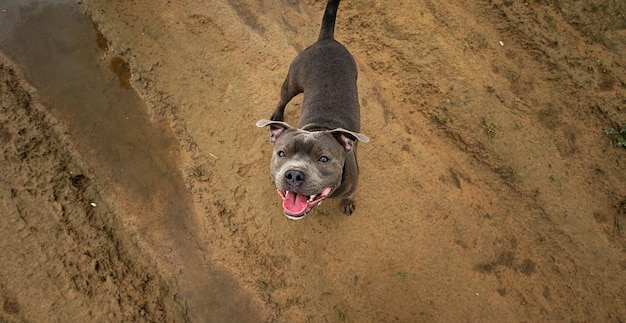 Happy young dog on rural road at countryside