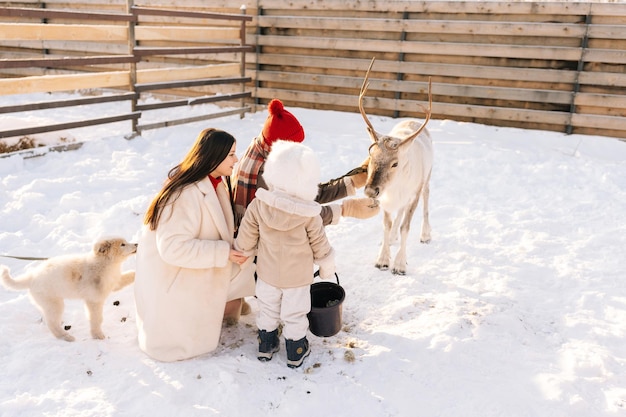 Happy young family of little child boy loving mother and father feeding cute young reindeer on snowy