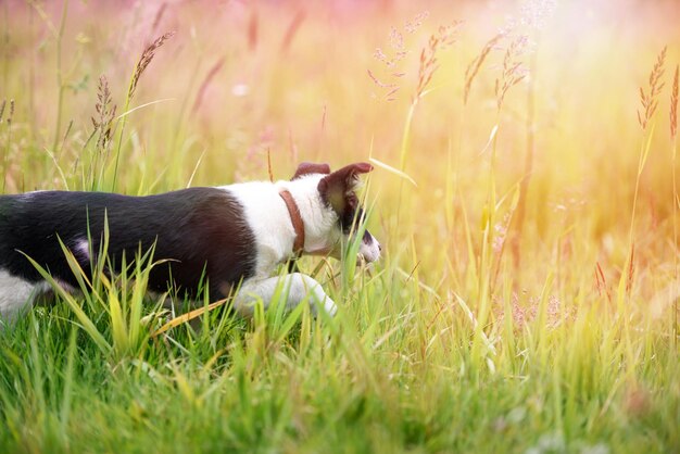 Happy young puppy in the grass on a Sunny summer day