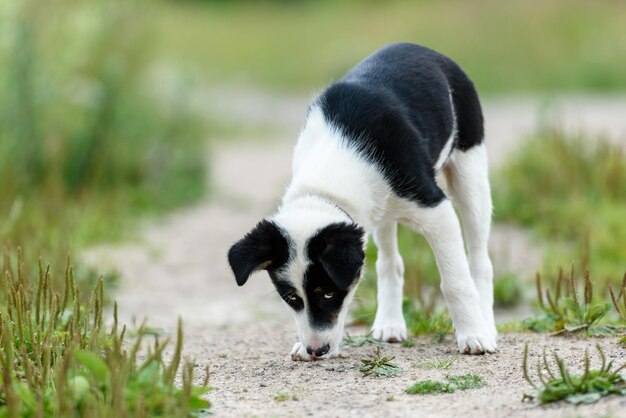 晴れた夏の日に草の中で幸せな若い子犬