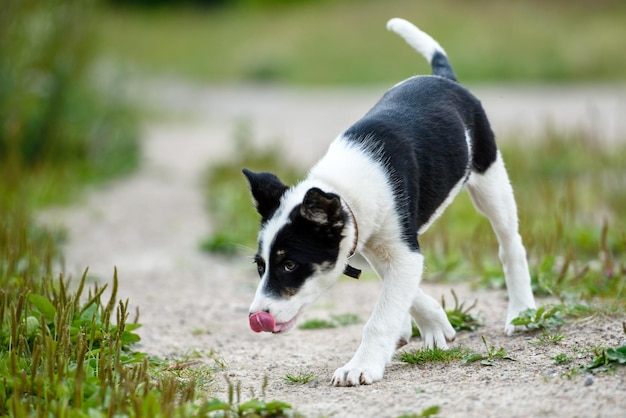 晴れた夏の日に草の中で幸せな若い子犬