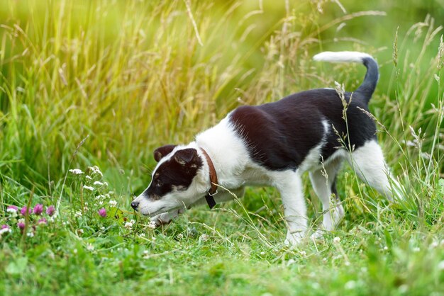 Felice giovane cucciolo nell'erba in una soleggiata giornata estiva