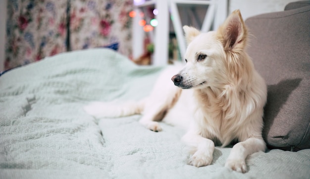 Happy young relaxed friendly dog is resting at home