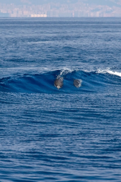 Happy young striped Dolphins while surfing in wave tube