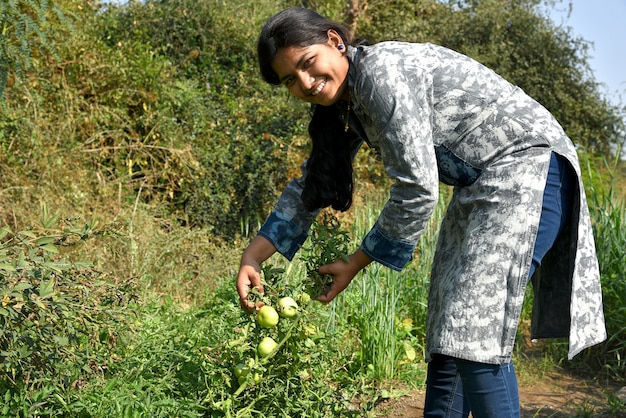 幸せな若い女狩りや有機農場やフィールドで新鮮なトマトを調べる