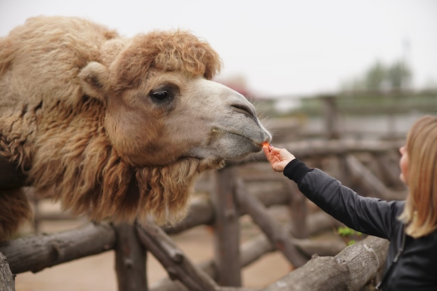 Happy young woman watching and feeding camel in zoo