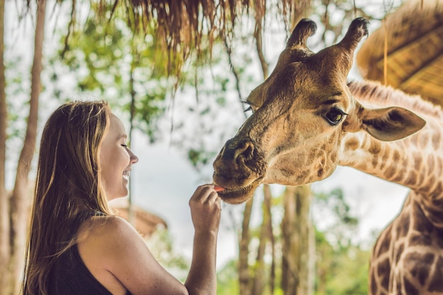 Счастливая молодая женщина смотрит и кормит жирафа в зоопарке. Счастливая молодая женщина развлекается с сафари-парком животных в теплый летний день