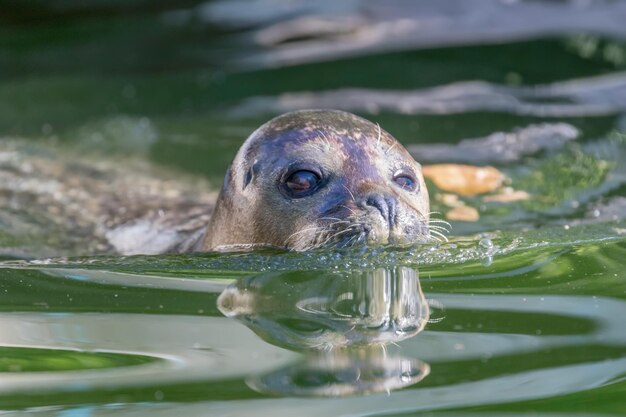 Photo harbor seal (phoca vitulina) in water