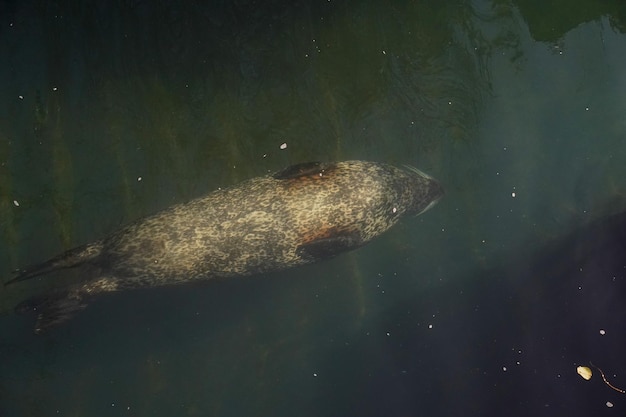 Harbor seal relaxing in water