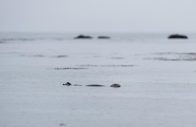 Harbour seal Phoca vitulina swimming in waters of the Arctic Atlantic ocean of Ytri Tunga Iceland