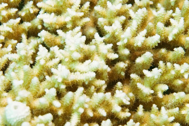 Hard coral background