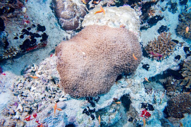 Фото Жёсткий коралл на ночном подводном свете