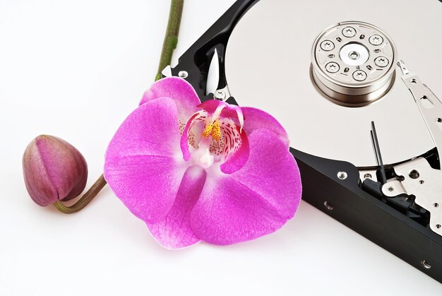 Hard drive and orchid flower