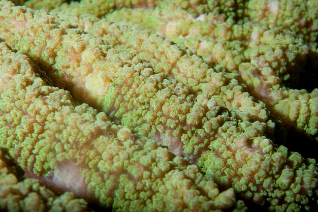 Hard koraal macrodetail van Raja Ampat, Papoea-Indonesië