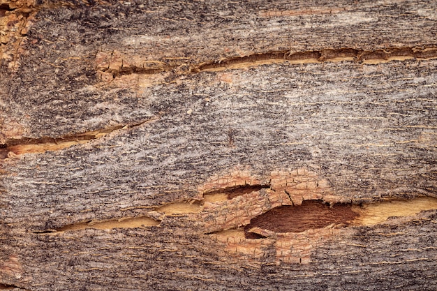 Foto trama di corteccia di legno duro o albero