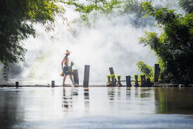 Hard Work Farmer holding rice baby on wood bridge in Thailand