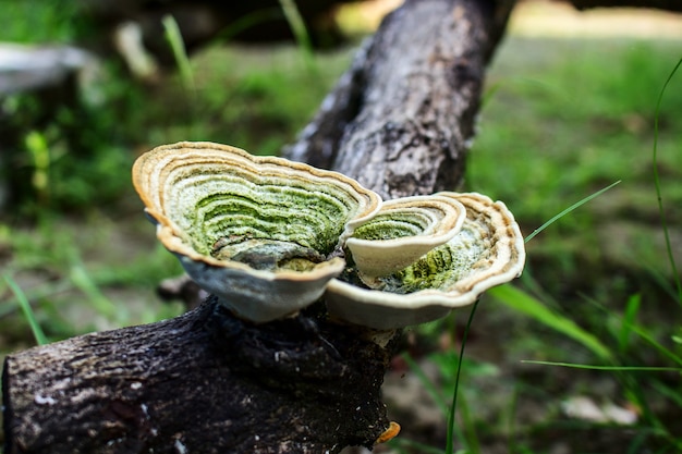 Foto harde paddenstoel op hout