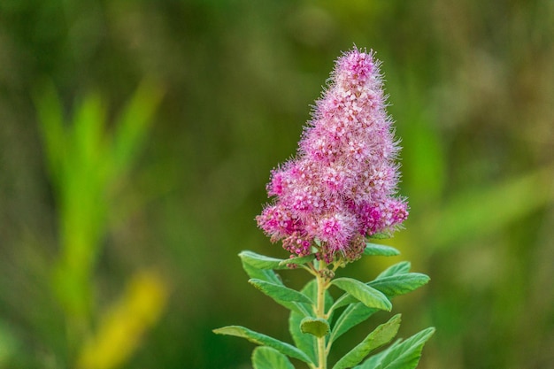 Hardhack steeplebush of rose spirea wild roze bloem bloeien met groene achtergrond