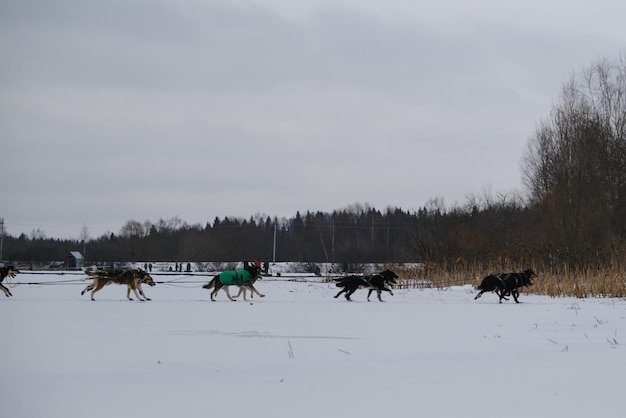 Hardlopen met honden voor uithoudings- en langeafstandswedstrijden Alaskan husky's aan het werk