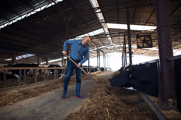 Hardwerkende boer van middelbare leeftijd bedrijf hooivork en koeien voederen met hooi op veeboerderij.