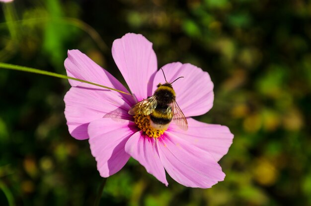 Hardwerkende hommel werkt op een bloem - verzamelt stuifmeel