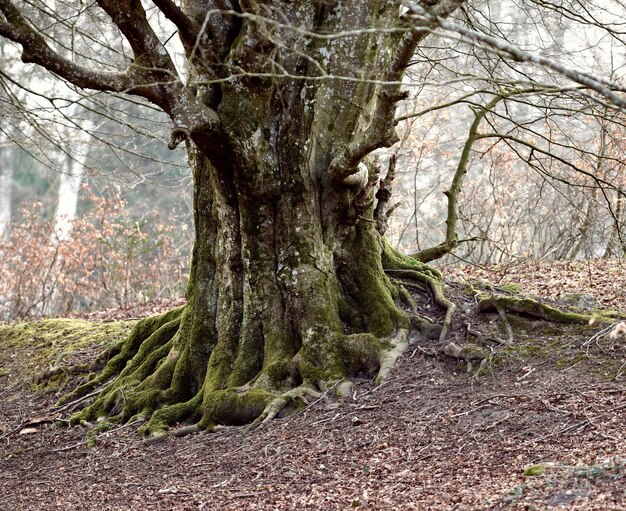 Hardwood forest tree Hardwood forest uncultivated