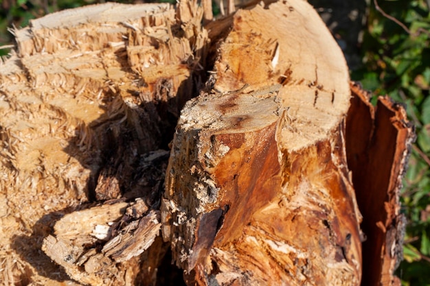 Hardwood logging for industrial processing and production