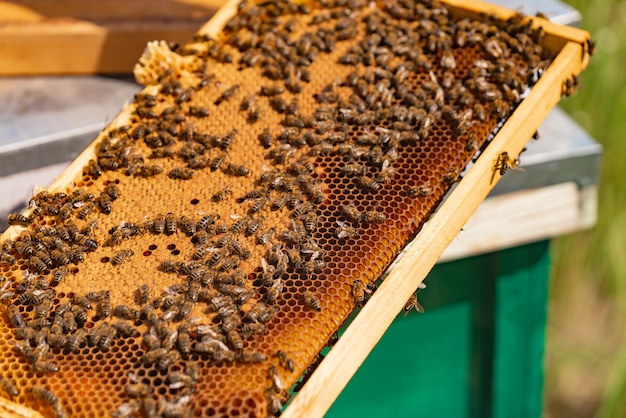 Hardworking bees on honeycomb in apiary