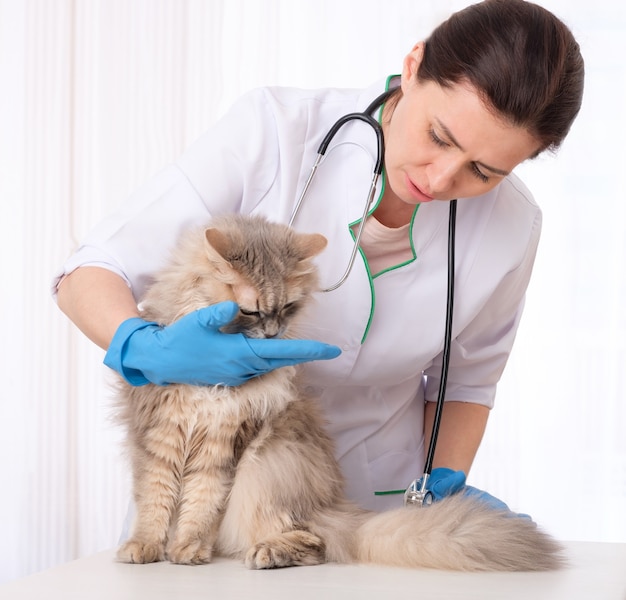 Hardworking vet physician inspecting gray hairy patient cat