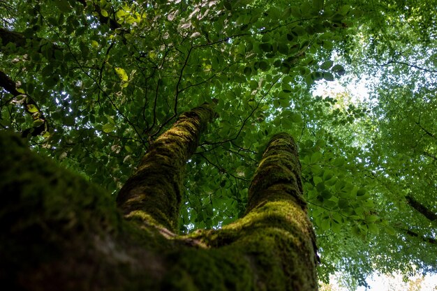 Hardy beech branches in the middle of the mountain