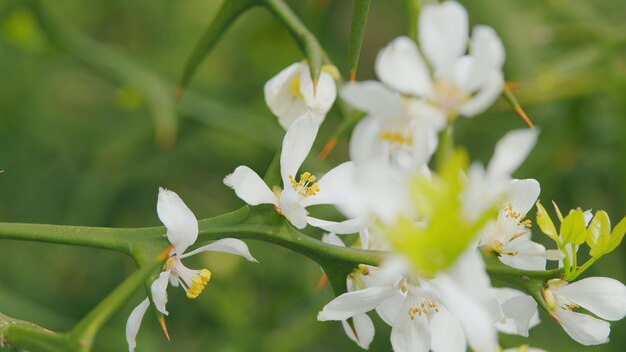 Hardy orange evergreen poncirus bush blooming with white flowers close up