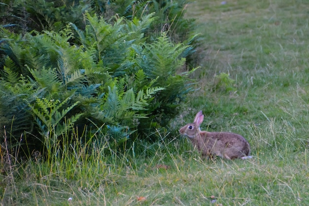 ふさふさした公園でうさぎ。ロンドン、英国。