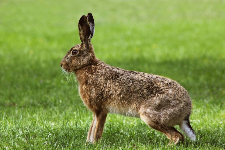 Photo hare in eskilstuna
