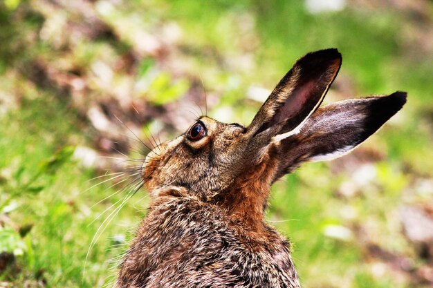 Photo hare in eskilstuna