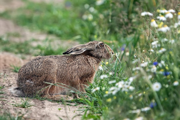 A hare in a field of flowers