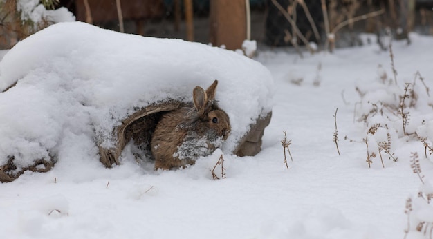 hare in a hole in winter