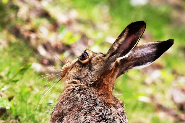 写真 エスキルストゥナのウサギ