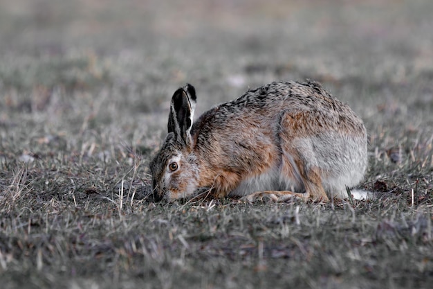 hare is resting in the grass