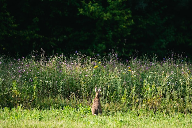 hare in nature