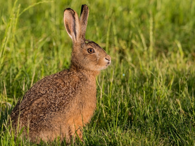 Hare op het grasveld