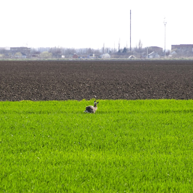 野原を駆け渡るウサギは怖がったウサギです