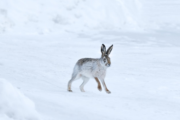 Photo hare runs through the white snow