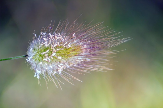 Hare's tail grass Plant macrofotografie