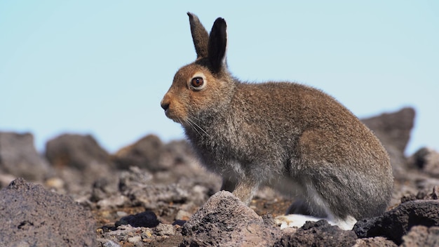 Hare in the wild sits on stones