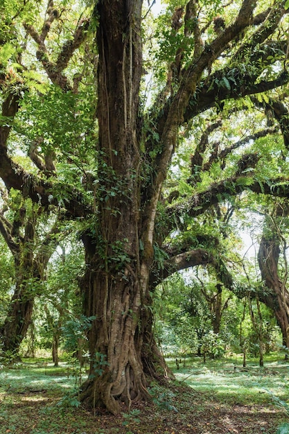 Harenna Forest biotoop in het Bale-gebergte in Ethiopië