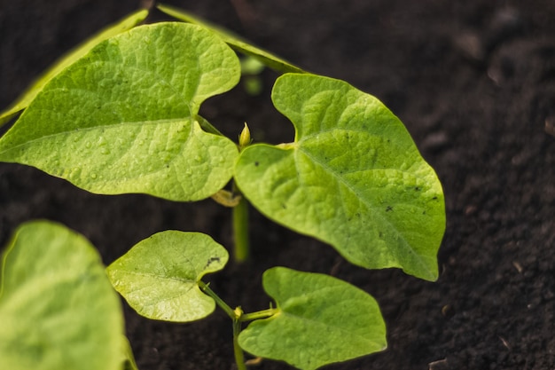 Photo haricot plant bean green leaves after rain with dew in black soil. home growing vegetables in spring time.