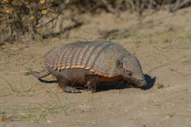 Harige Chaetophractus villosus Schiereiland Valdes Chubut Patagonië Argentinië.